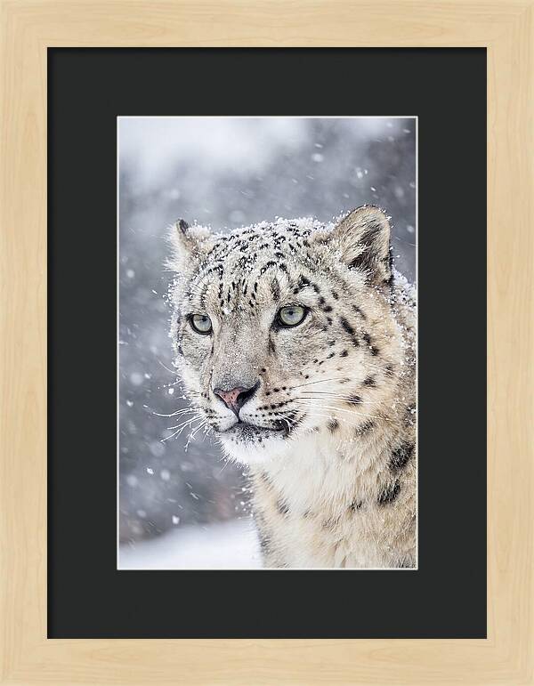 Asian Snow Leopard In Snowfall