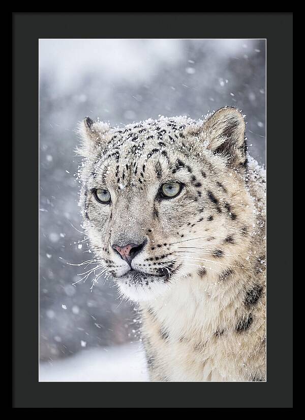 Asian Snow Leopard In Snowfall