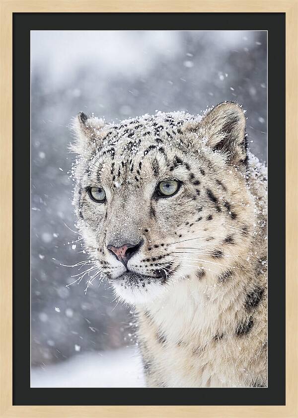 Asian Snow Leopard In Snowfall