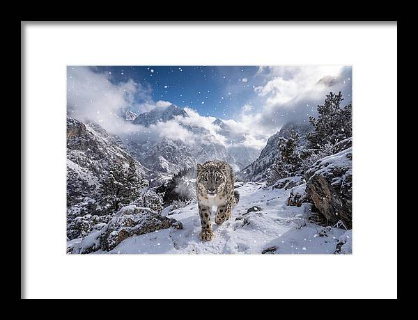 Asian Snow Leopard In The Storm