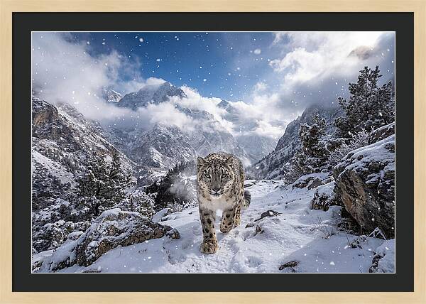 Asian Snow Leopard In The Storm
