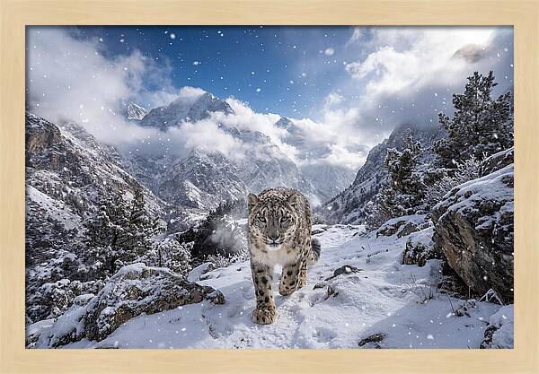 Asian Snow Leopard In The Storm