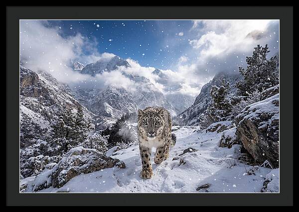 Asian Snow Leopard In The Storm