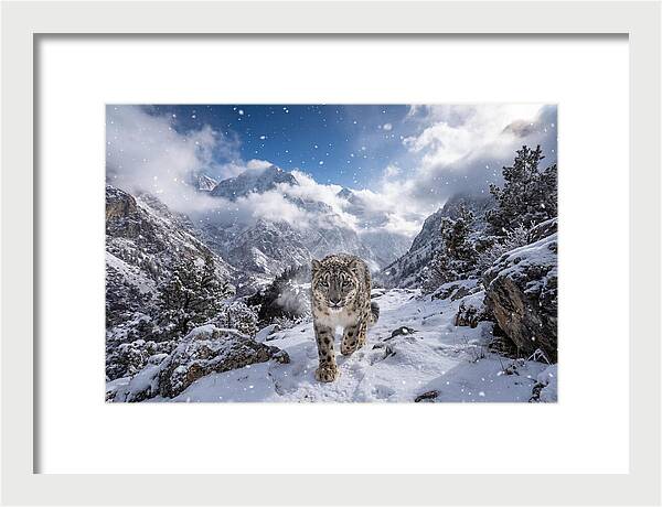 Asian Snow Leopard In The Storm