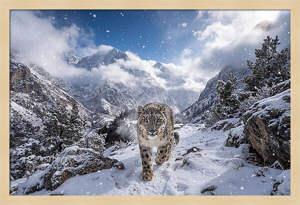 Asian Snow Leopard In The Storm