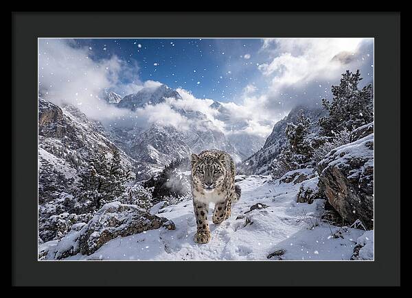 Asian Snow Leopard In The Storm