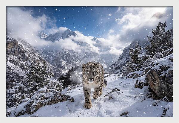Asian Snow Leopard In The Storm