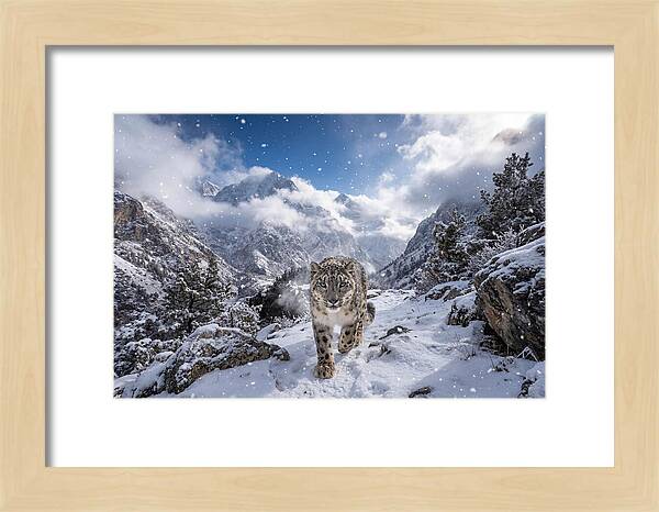 Asian Snow Leopard In The Storm