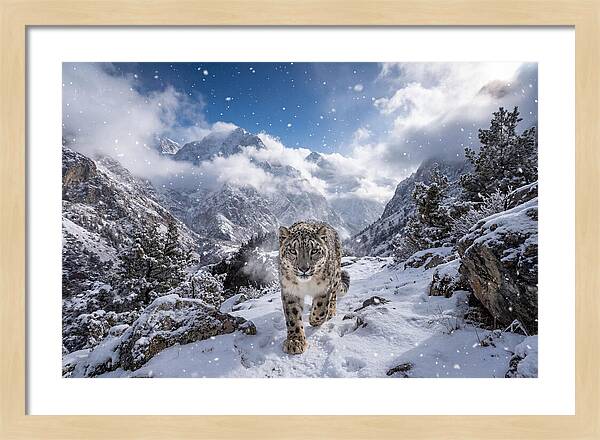 Asian Snow Leopard In The Storm