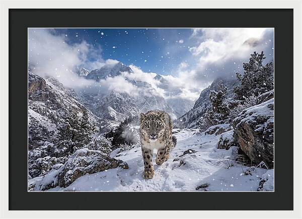 Asian Snow Leopard In The Storm