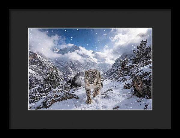 Asian Snow Leopard In The Storm