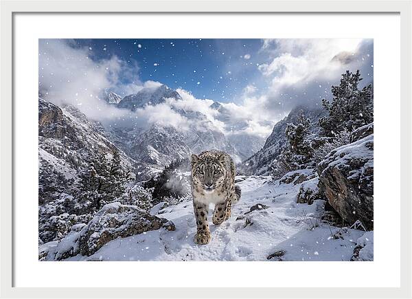 Asian Snow Leopard In The Storm