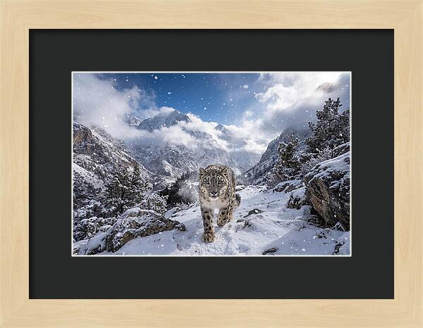 Asian Snow Leopard In The Storm