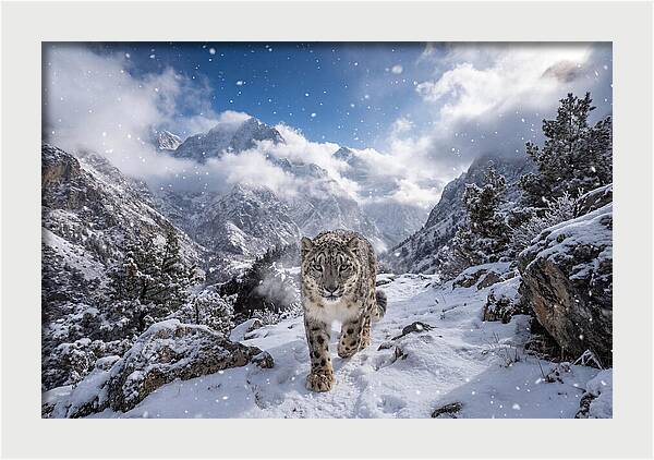 Asian Snow Leopard In The Storm
