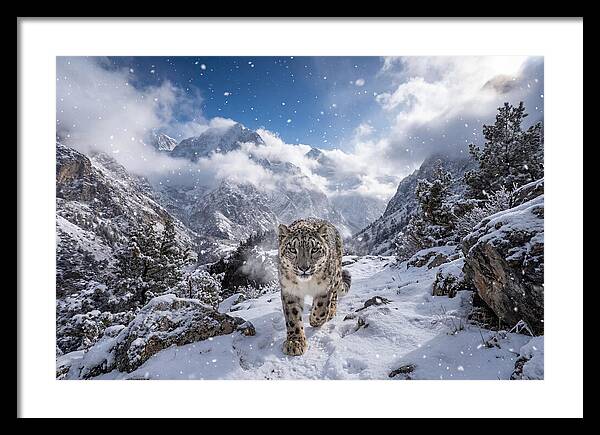 Asian Snow Leopard In The Storm