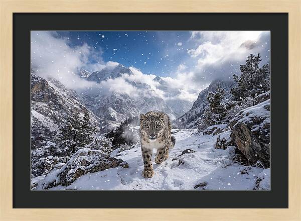 Asian Snow Leopard In The Storm