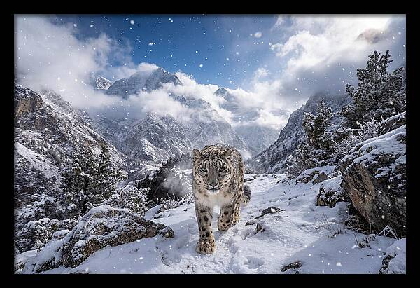Asian Snow Leopard In The Storm