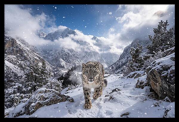 Asian Snow Leopard In The Storm