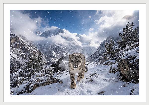 Asian Snow Leopard In The Storm