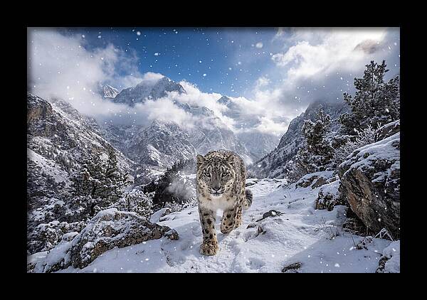 Asian Snow Leopard In The Storm