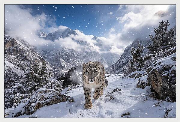 Asian Snow Leopard In The Storm