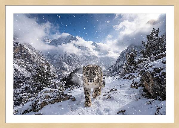 Asian Snow Leopard In The Storm