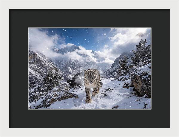 Asian Snow Leopard In The Storm