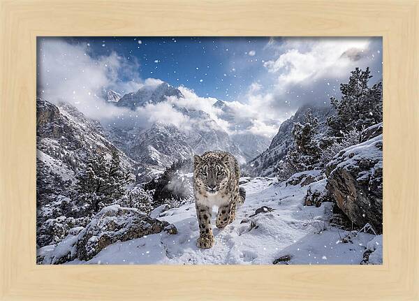 Asian Snow Leopard In The Storm