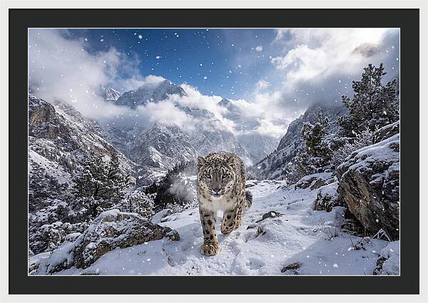 Asian Snow Leopard In The Storm
