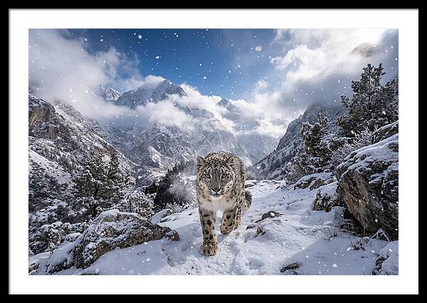 Asian Snow Leopard In The Storm