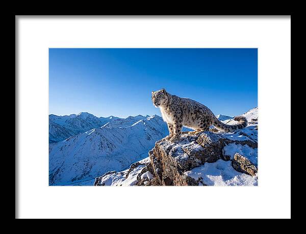 Asian Snow Leopard Perched Majestically