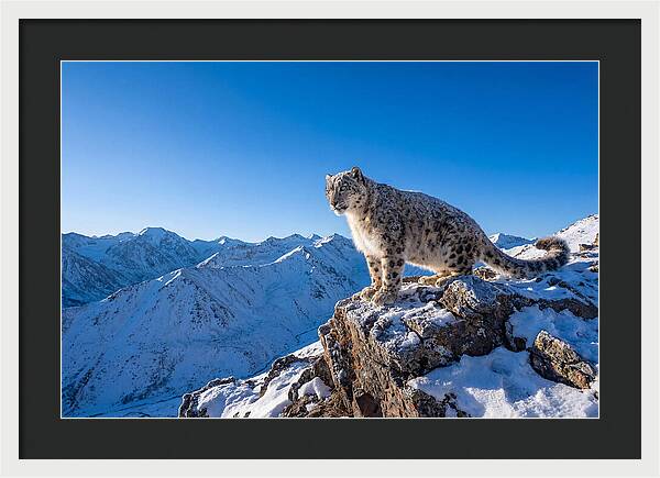 Asian Snow Leopard Perched Majestically