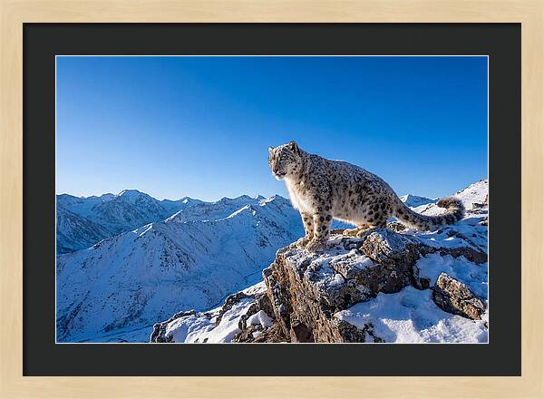 Asian Snow Leopard Perched Majestically