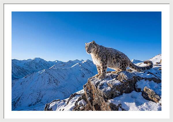 Asian Snow Leopard Perched Majestically