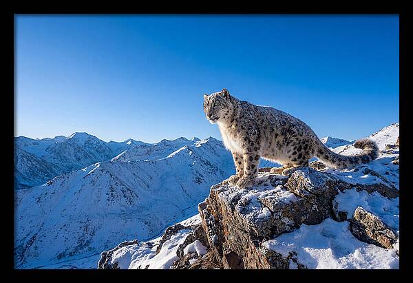 Asian Snow Leopard Perched Majestically