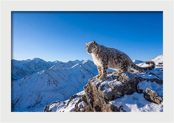 Asian Snow Leopard Perched Majestically