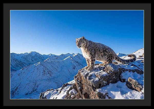 Asian Snow Leopard Perched Majestically