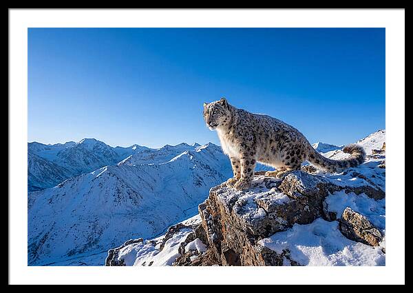 Asian Snow Leopard Perched Majestically