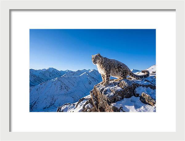 Asian Snow Leopard Perched Majestically