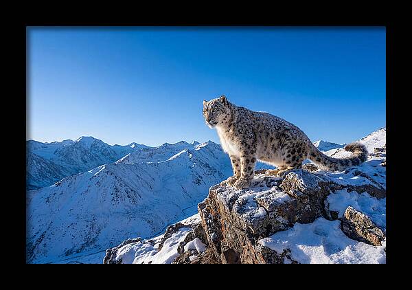 Asian Snow Leopard Perched Majestically