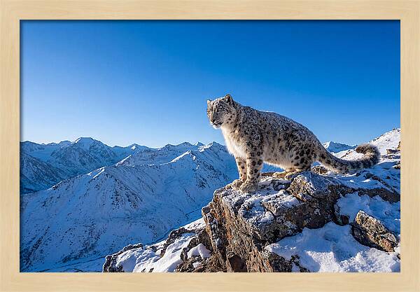 Asian Snow Leopard Perched Majestically