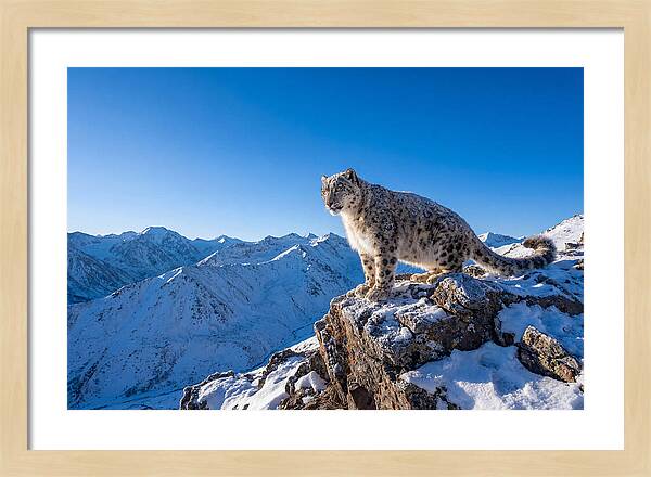 Asian Snow Leopard Perched Majestically