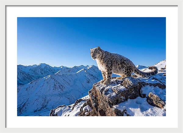 Asian Snow Leopard Perched Majestically