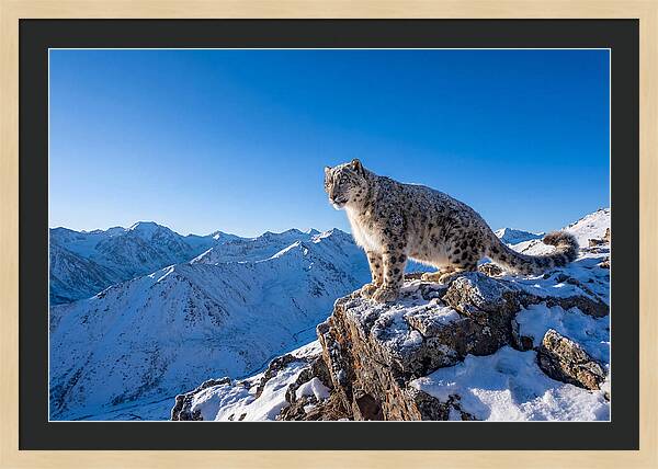 Asian Snow Leopard Perched Majestically