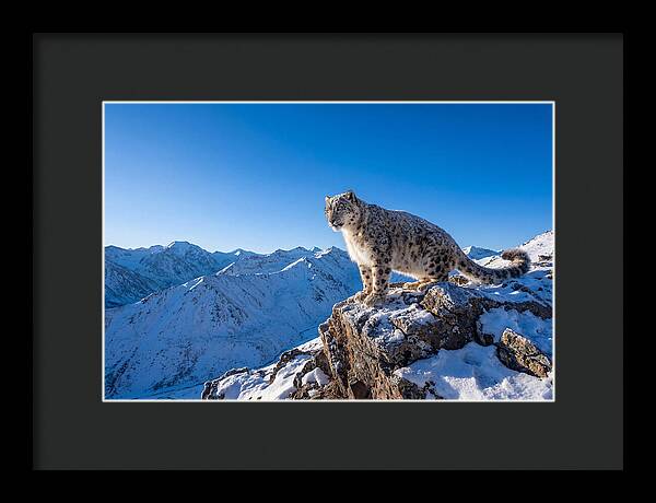 Asian Snow Leopard Perched Majestically