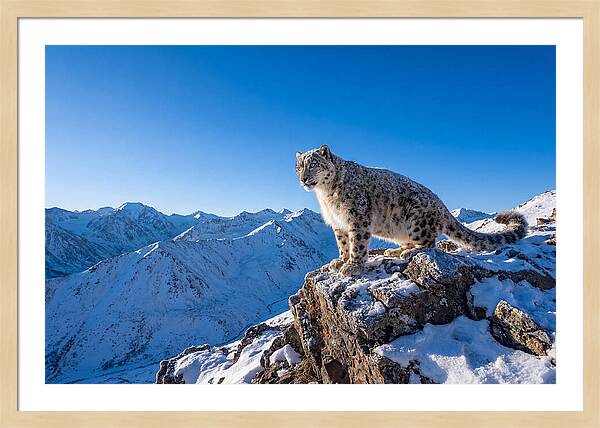 Asian Snow Leopard Perched Majestically