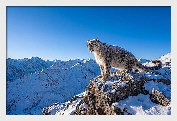 Asian Snow Leopard Perched Majestically