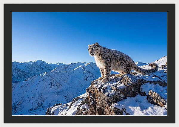 Asian Snow Leopard Perched Majestically