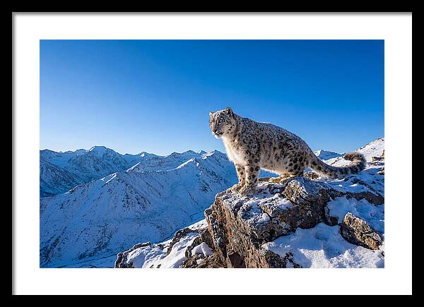 Asian Snow Leopard Perched Majestically