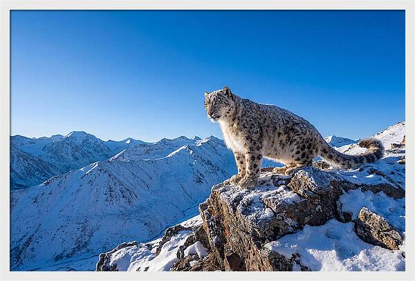Asian Snow Leopard Perched Majestically